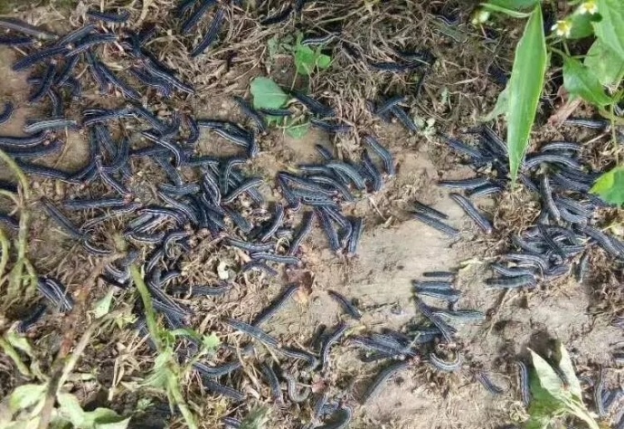 云南大山村庄遭遇虫灾网友戏称油炸当下酒菜