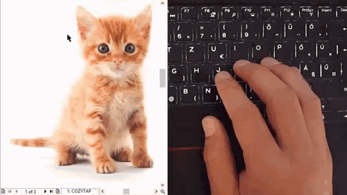 猫咪打字动图图片