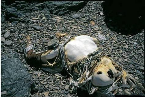 珠峰上的死尸图片