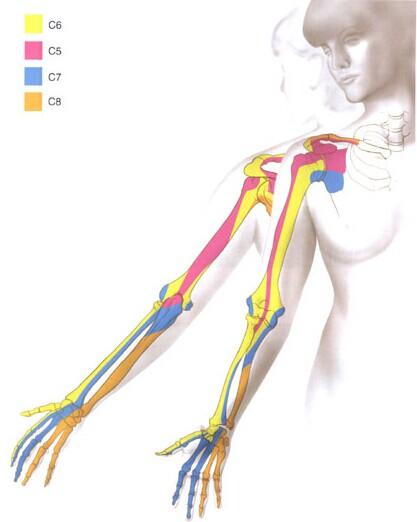 臂叢神經解剖及臨床應用