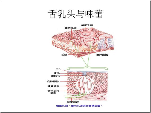 舌乳头萎缩图片