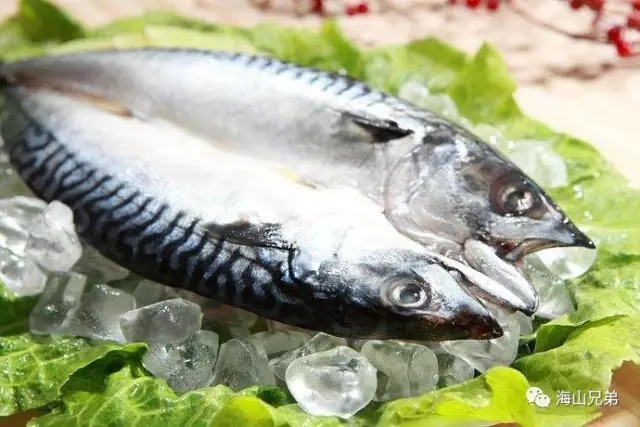 这日本流行很久的挪威鲭鱼 现在来到了中国