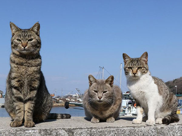 日本猫岛!迅速补充猫养份的补给站!