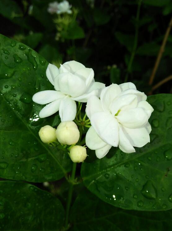 花草茶 花草茶功效与作用 花茶冲泡与搭配