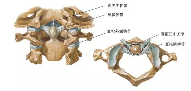 第一颈椎横突头上斜肌的起点,继用手法矫正紊乱的寰枕关节和寰枢关节