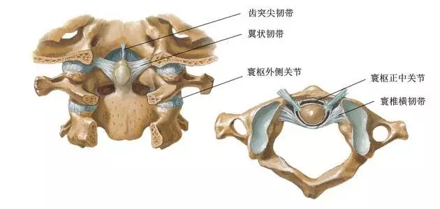 寰枢关节示意图图片