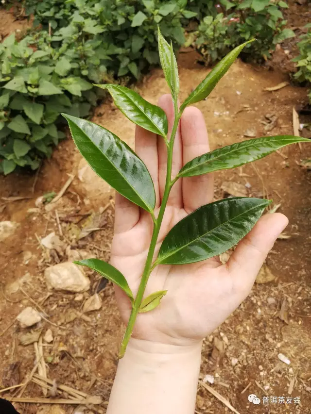 科技 正文 下面四款茶樹新梢是雲南不同茶區,不同品種,不同海拔高度