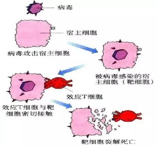 體液免疫和細胞免疫作用機制示意3,運行機制和作用特點人體有三道防線