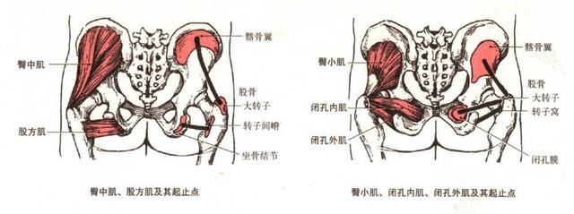 我們先來看臀大肌,醫學上臀大肌可以分為上下兩部分.