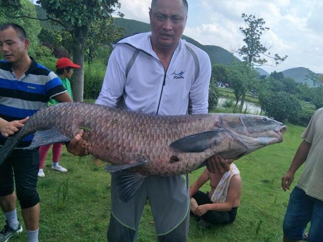 水庫釣上150斤大青魚附近的人都紛紛來合影