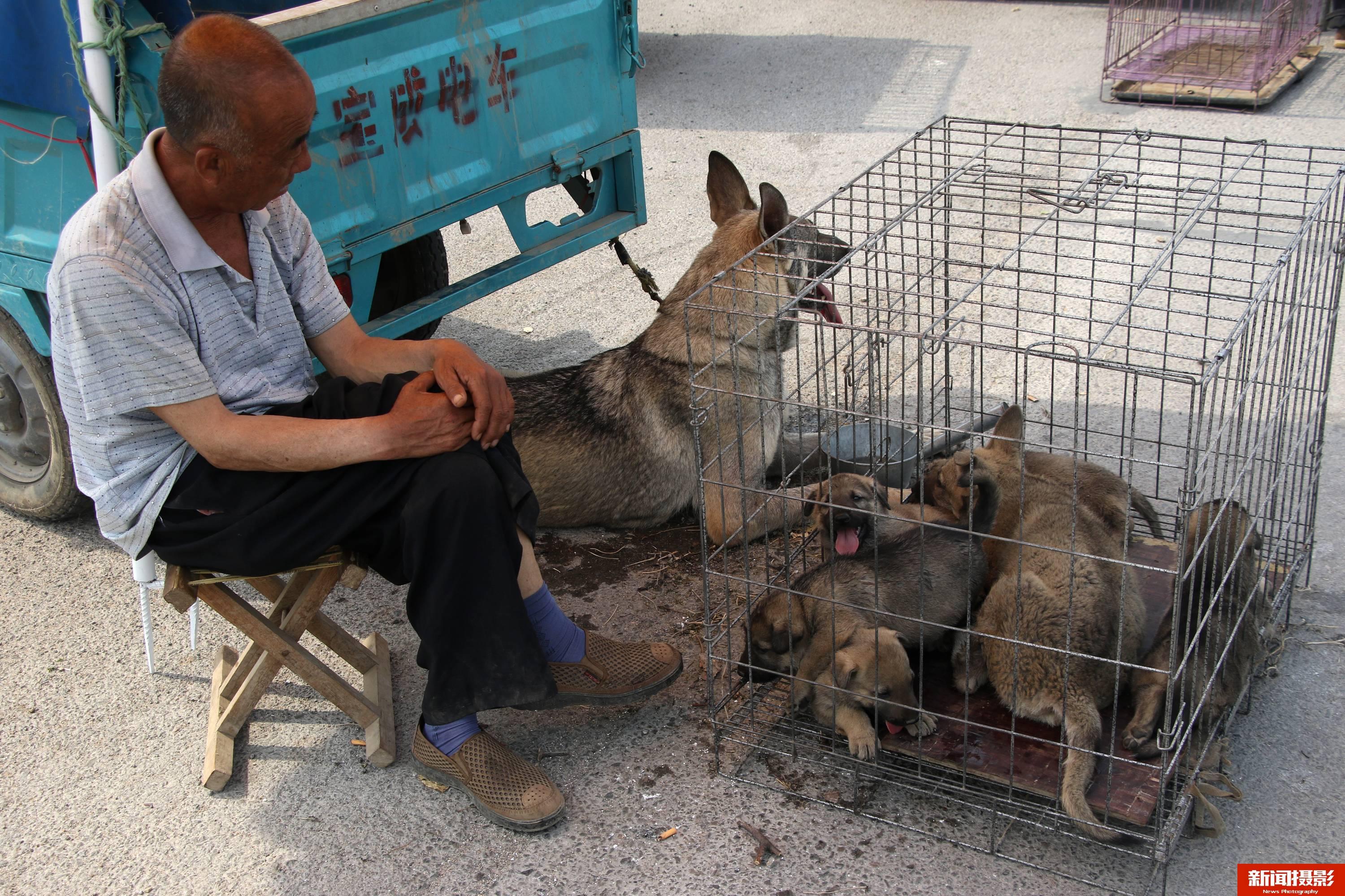 河南农村狗市图片