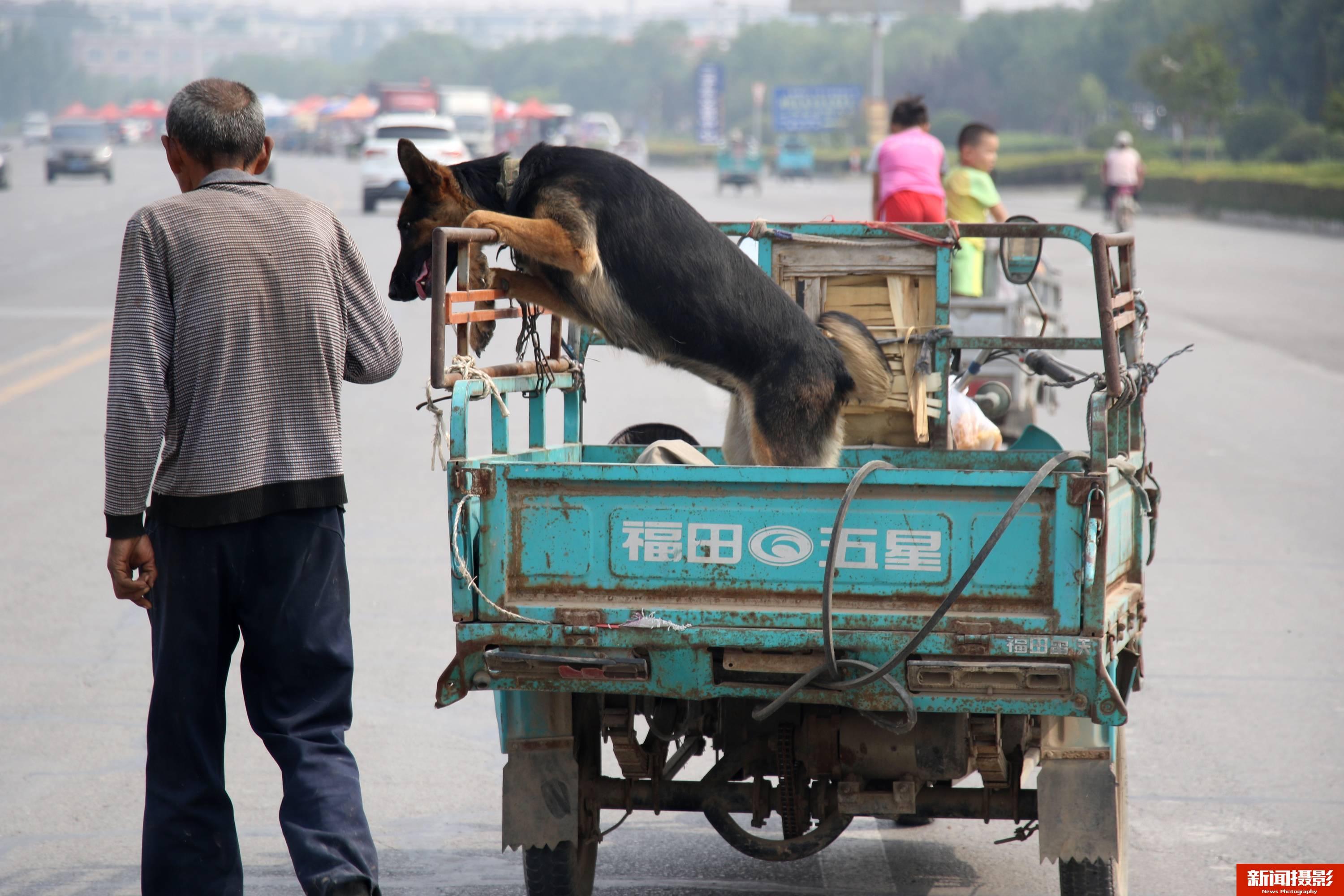 滁州狗市图片