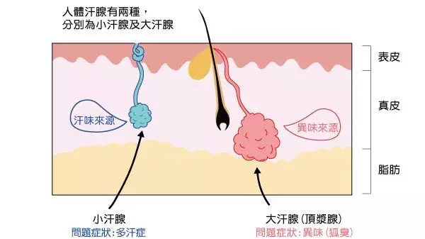 為什麼狐臭的人夏天不能吃肉