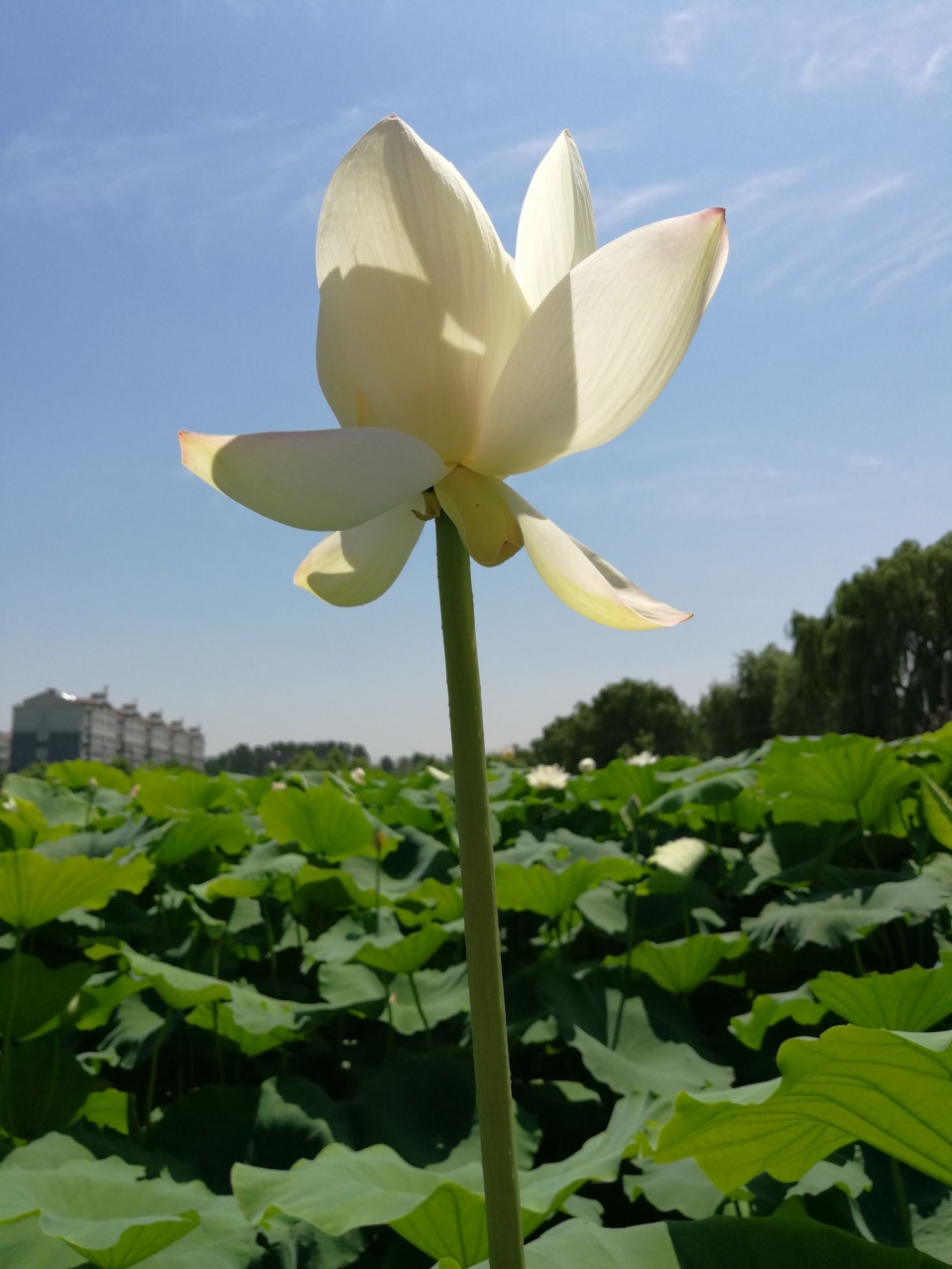 池塘裡滿滿全是白色荷花,就像雲絮飄落綠波上!