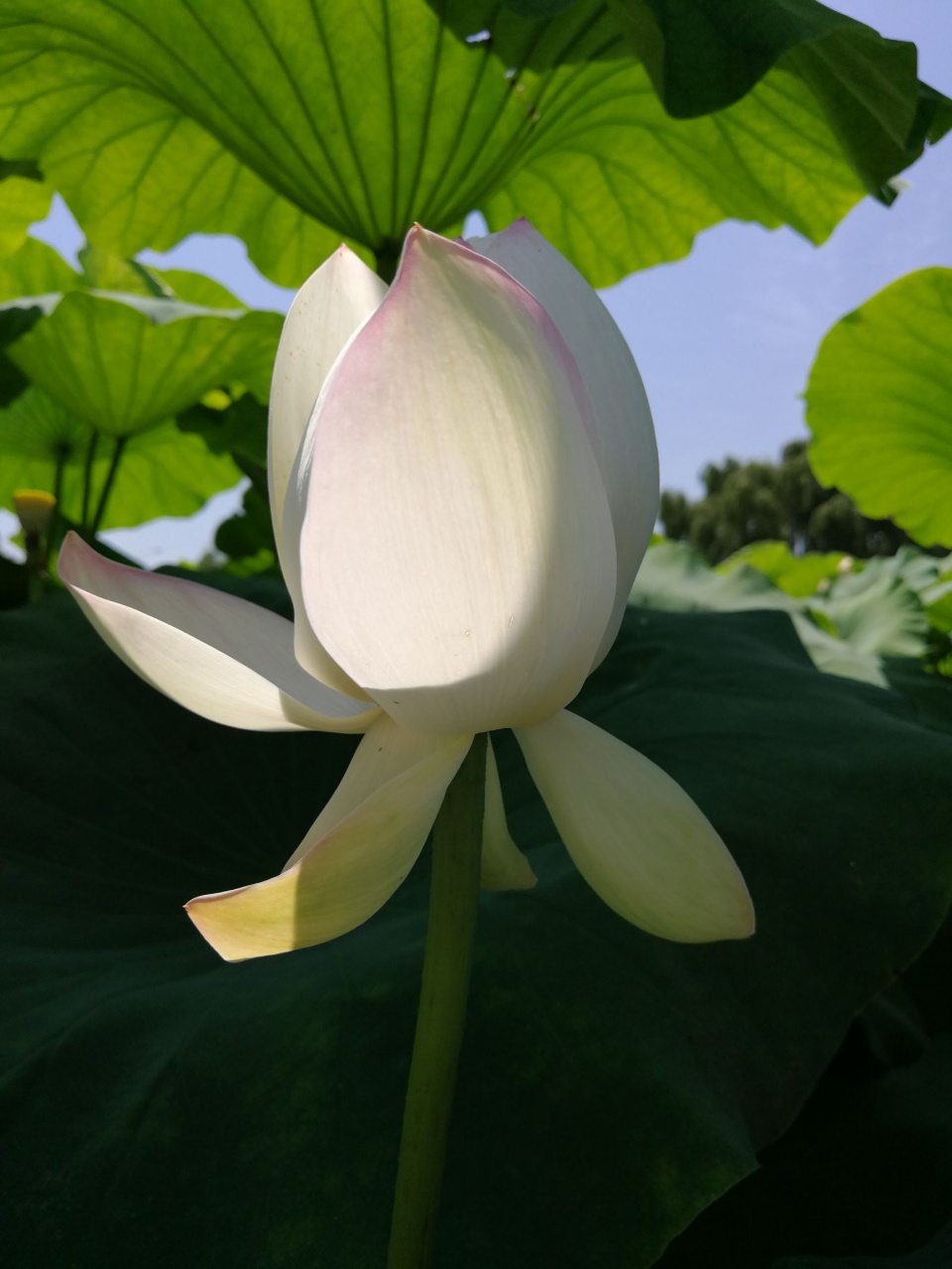 池塘裡滿滿全是白色荷花,就像雲絮飄落綠波上!