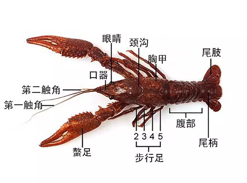 小龙虾的身体结构图片