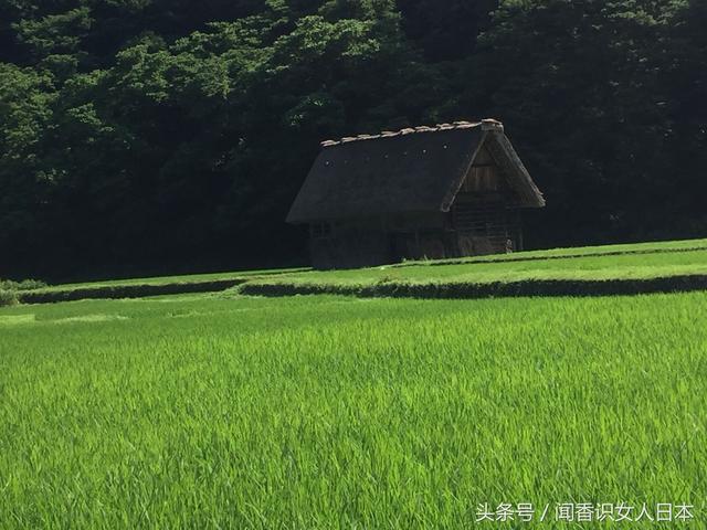 秘境百选世界文化遗产白川乡 日本的世外桃源