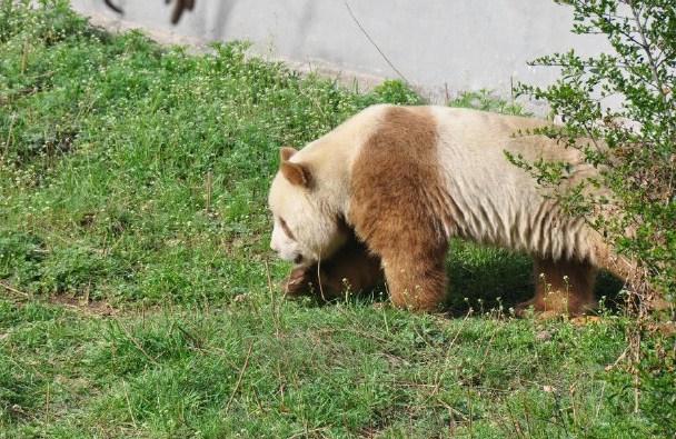 全世界仅此一只的棕色大熊猫,曾经竟然被父母嫌弃