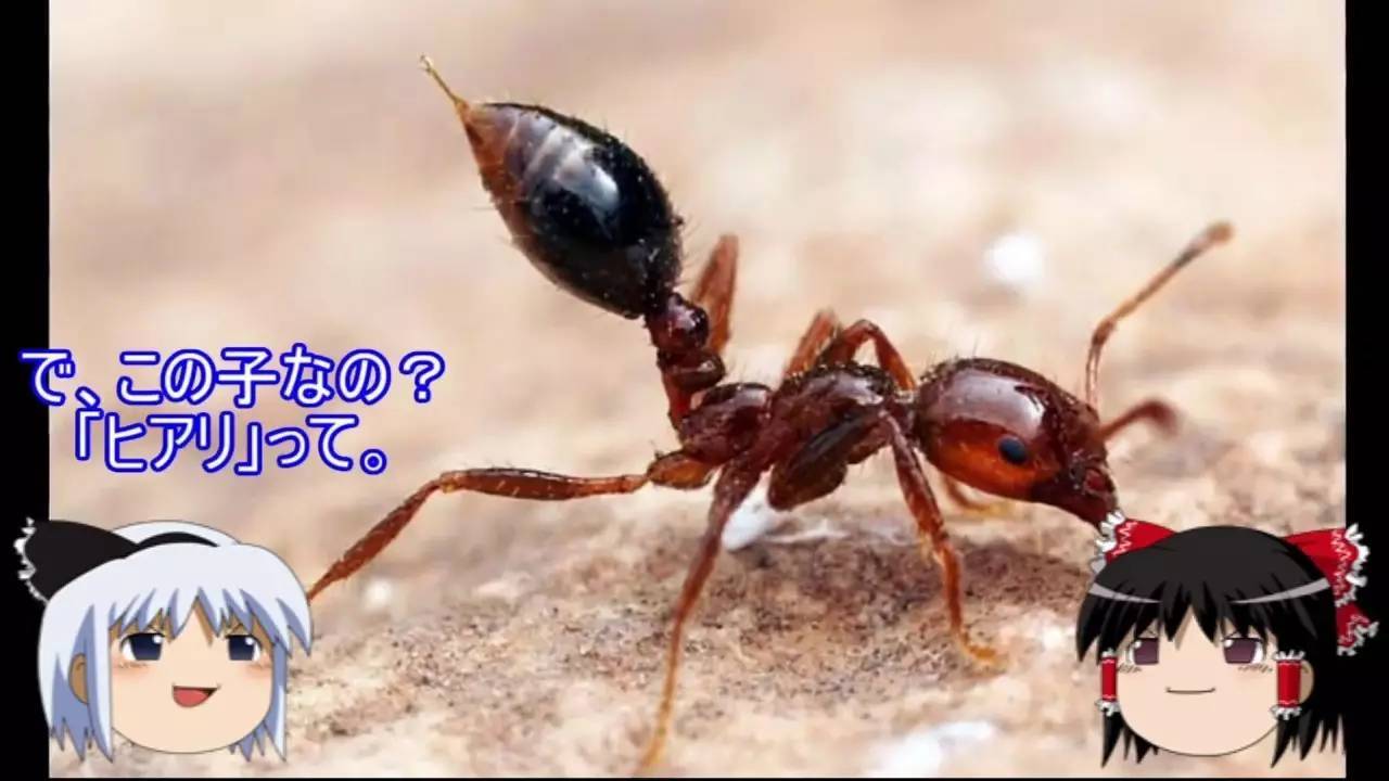 红蚂蚁吃什么食物(蚂蚁吃什么食物)