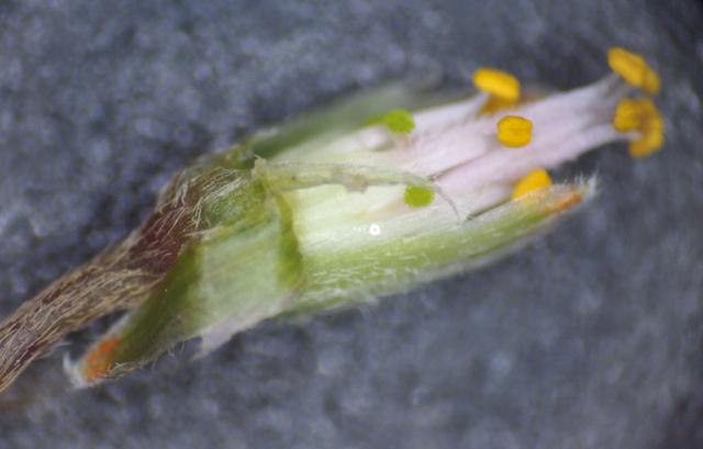 酢浆草种子虫子图片