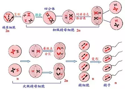 卵细胞减数过程图手绘图片