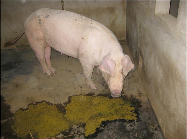 育成猪或母猪在采食过程中发生呕吐,是什么原因?