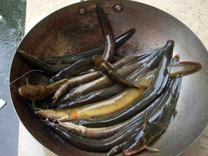 此鱼体型似泥鳅又因背上带硬刺而得名镰刀鱼