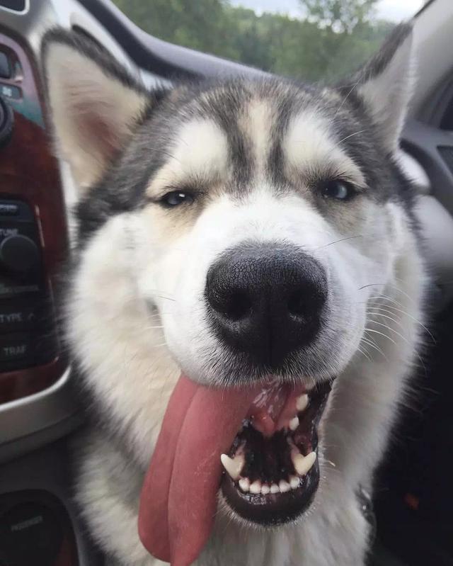 狗头表情 吐舌头图片