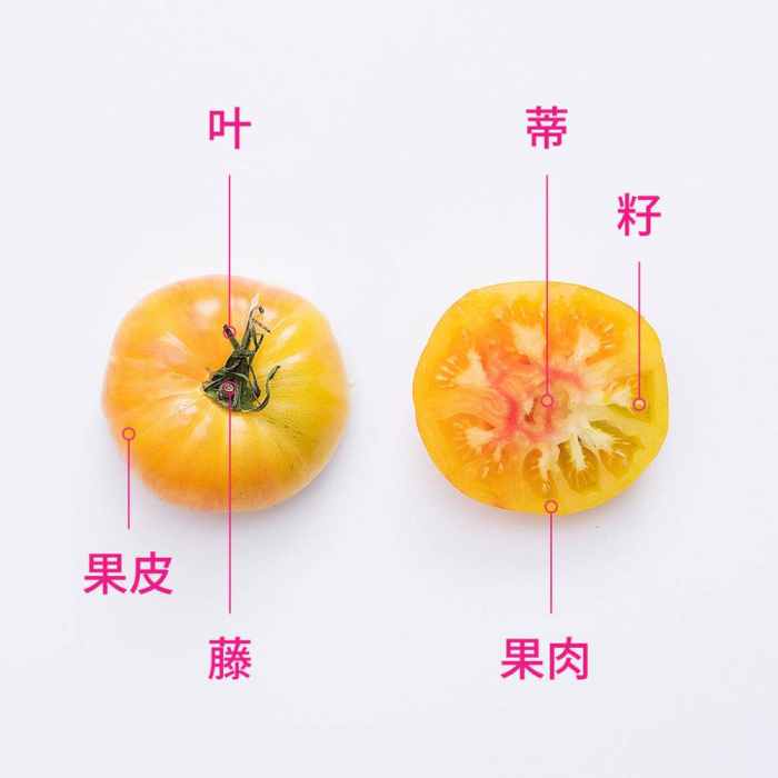西红柿的内部结构图片图片