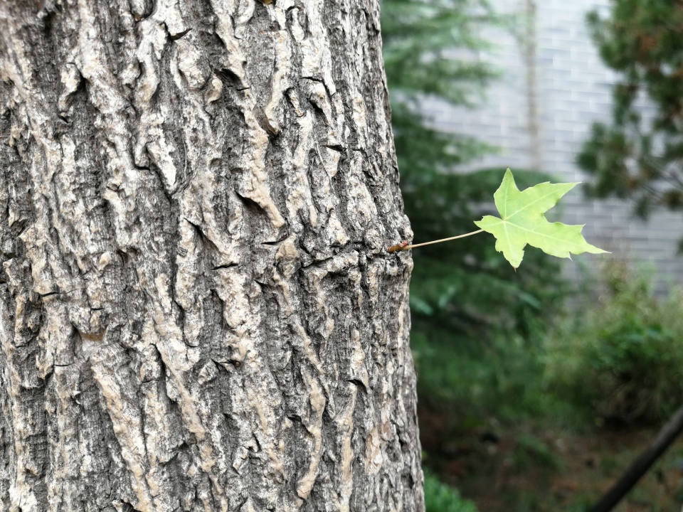 是模擬出的大明湖景觀,我看到一片葉子,從一棵槭樹上長出來,橫著神了