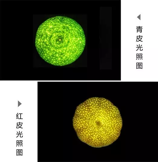 陈皮油室显微图图片