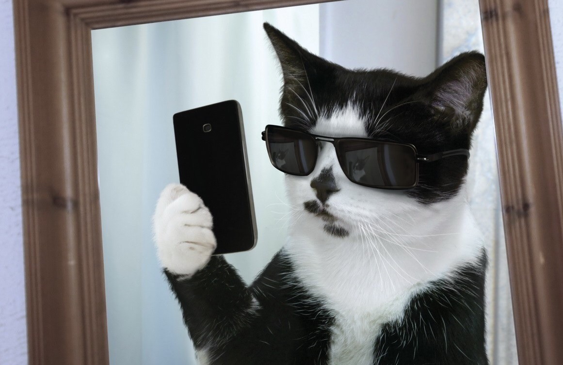 一只猫戴着黑色的墨镜图片