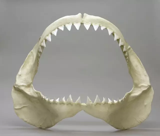 鲨鱼颌骨图片