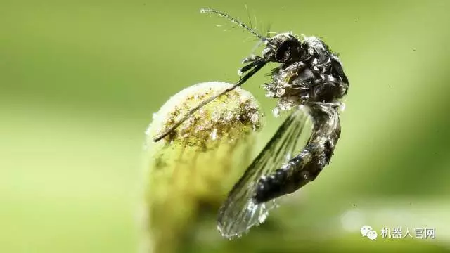 由於自然生長的母蚊子往往攜帶大量病菌,且以動物血液為食,因此蚊子仍