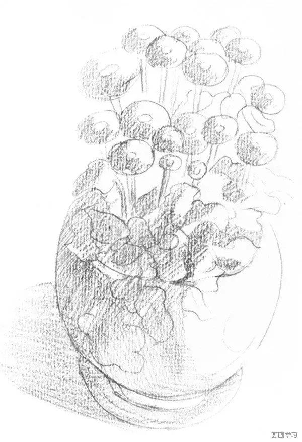 植物素描教程开心果橙子邹菊花素描步骤图解