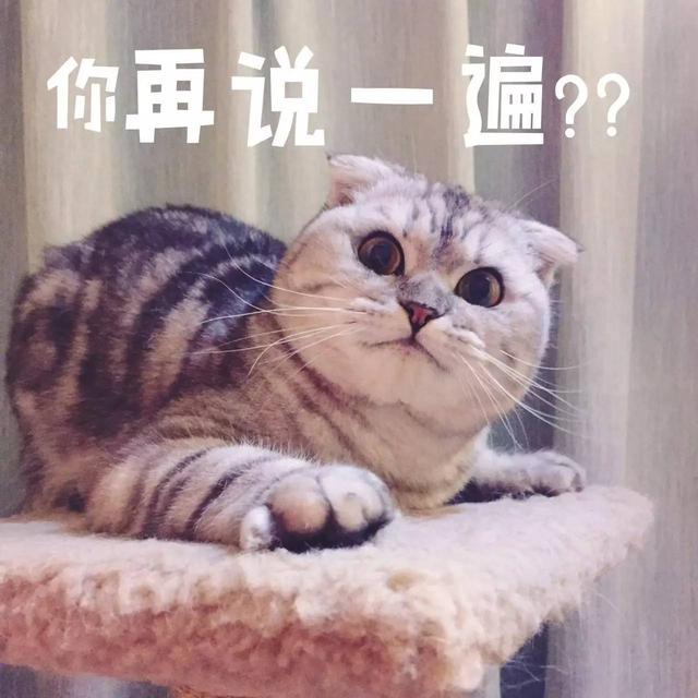 夏天到了 猫狗不爱吃饭了 这6个小技巧来拯救你