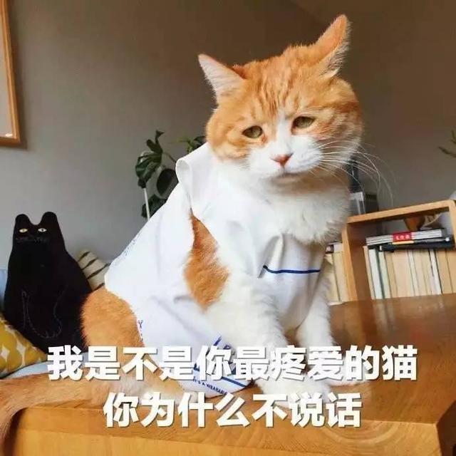 夏天到了 猫狗不爱吃饭了 这6个小技巧来拯救你