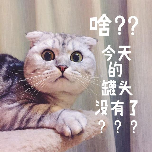 夏天到了 猫狗不爱吃饭了 这6个小技巧来拯救你