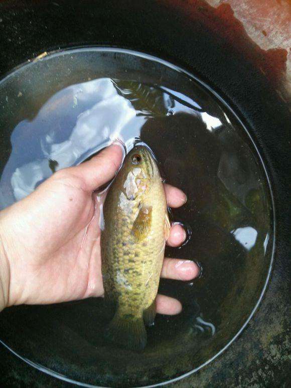 一種會走路的魚, 過去在農村河溝裡隨處可見