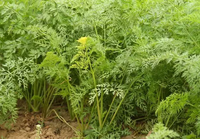 2,扁型畸形胡蘿蔔的預防一定選擇沙壤土種植胡蘿蔔,在種植之前一定要