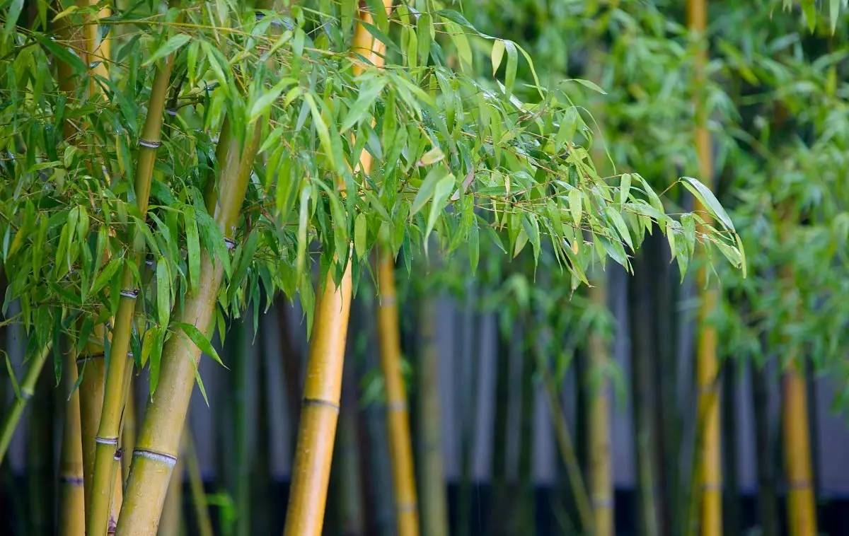 最具观赏性的竹子图片