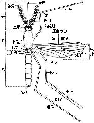 按蚊分布图片