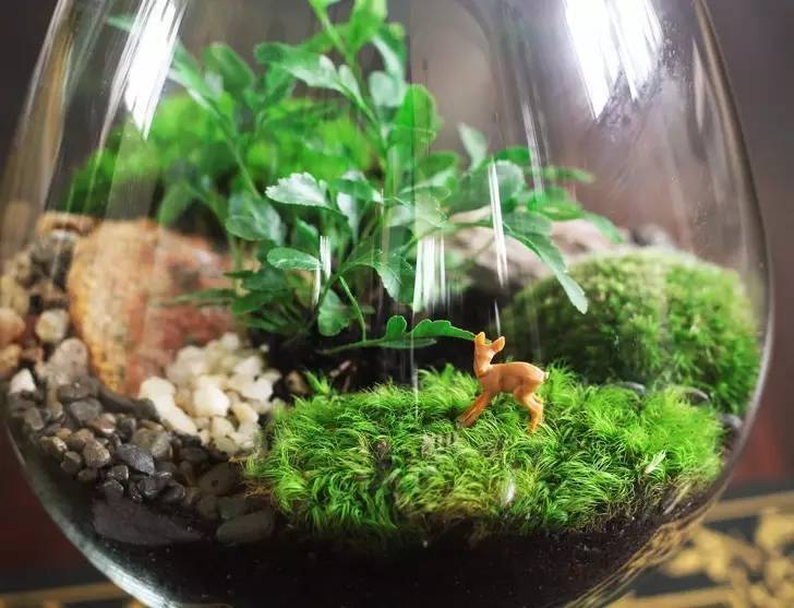用玻璃球养盆景植物 偶尔浇水就能保持生长