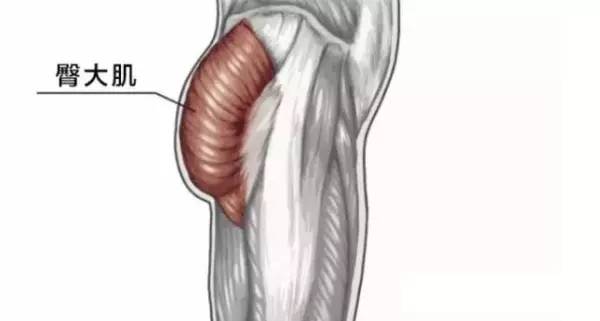 臀部由3塊肌肉組成:臀大肌,臀中肌,臀小肌.首先一起來認識臀部肌群.