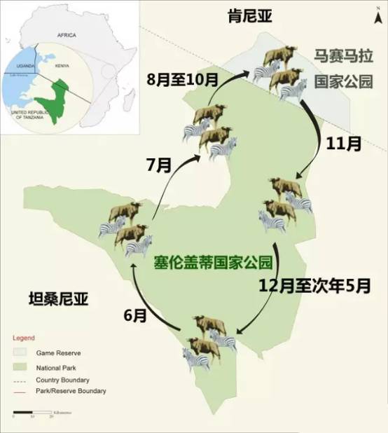 非洲动物大迁徙地图图片