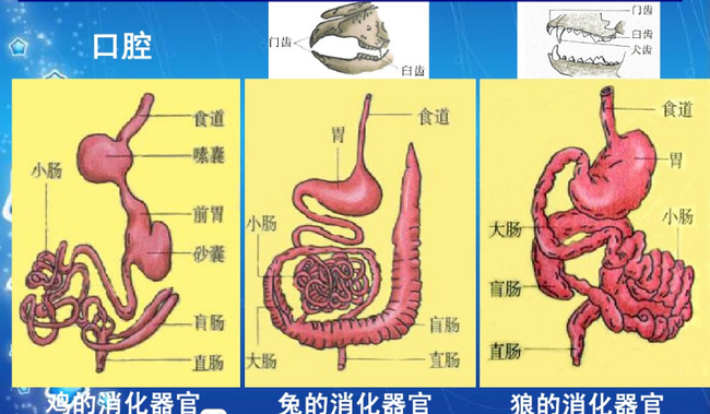 羊的解剖图 内脏图片