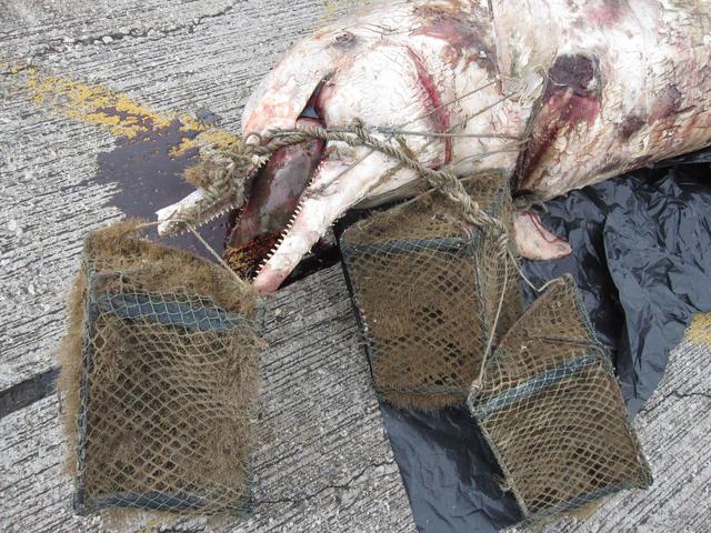 污染毒素可致畸形 中华白海豚:海洋生态的活指标