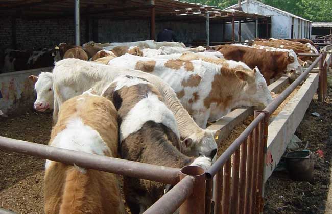 肉牛快速育肥技術養牛技術