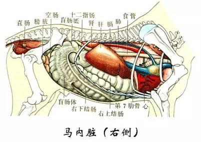 公马器官图片