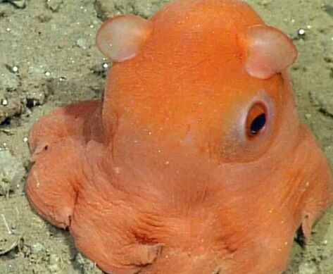 好萌:活跃在4000米深海的小飞象章鱼